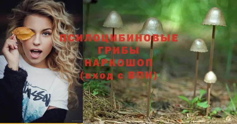 Галлюциногенные грибы Psilocybe  Бийск 